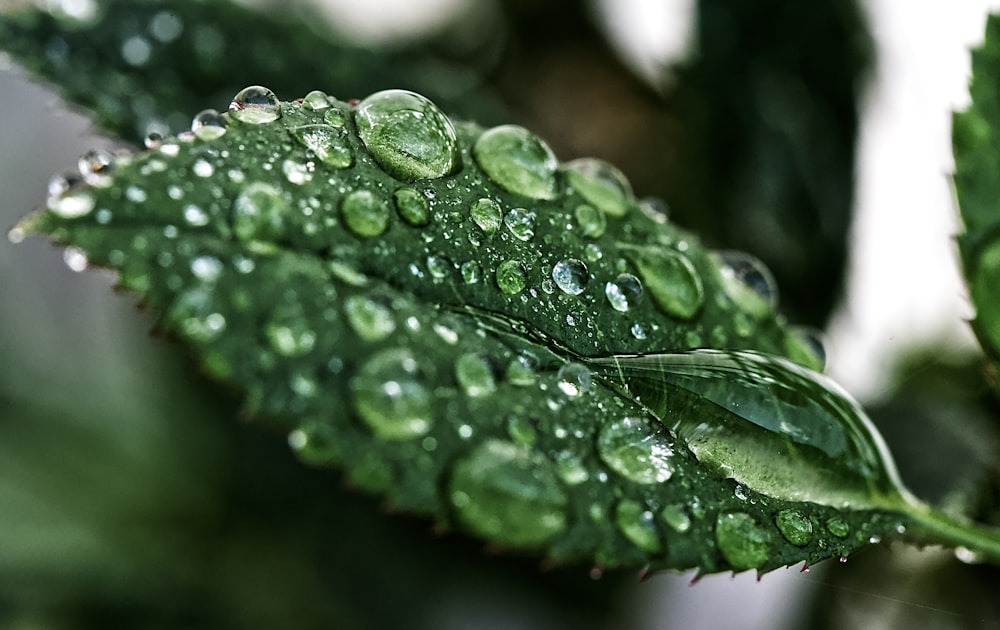 goccioline d'acqua su foglia verde