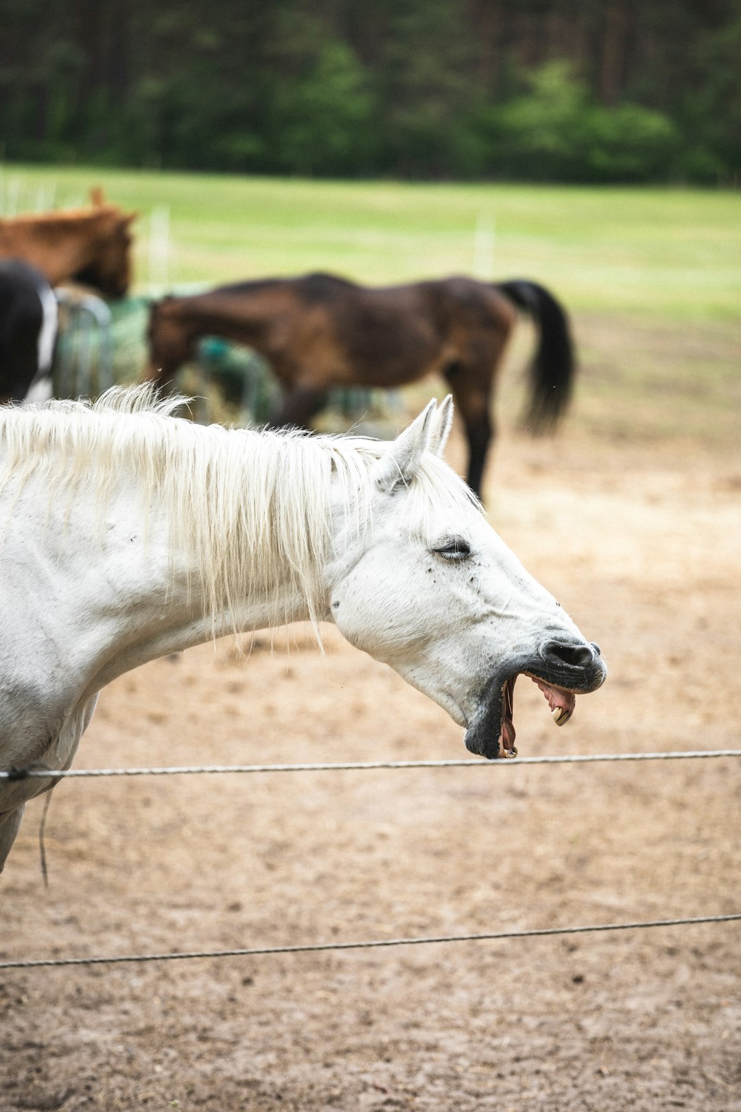 white horse on brown field during daytime