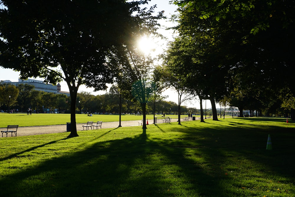 green trees on green grass field during daytime