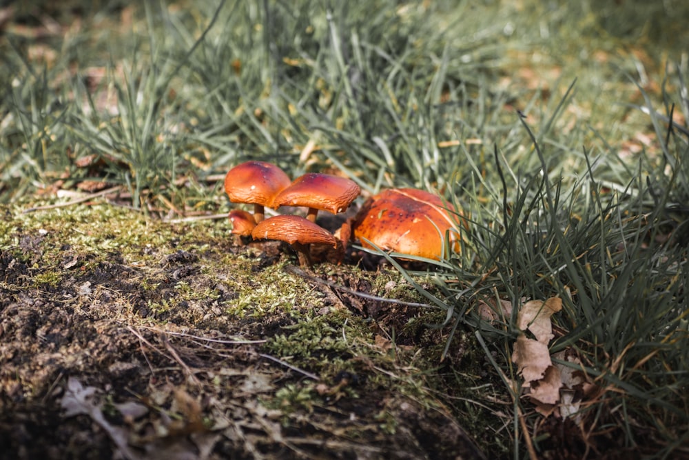 red and brown mushroom on green grass during daytime