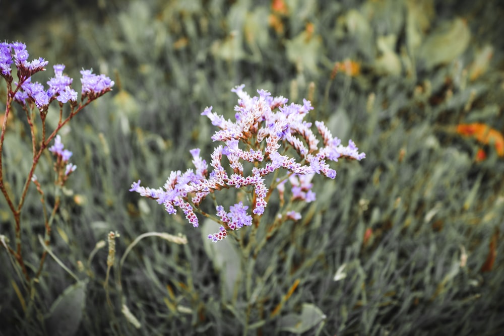 purple flowers in tilt shift lens