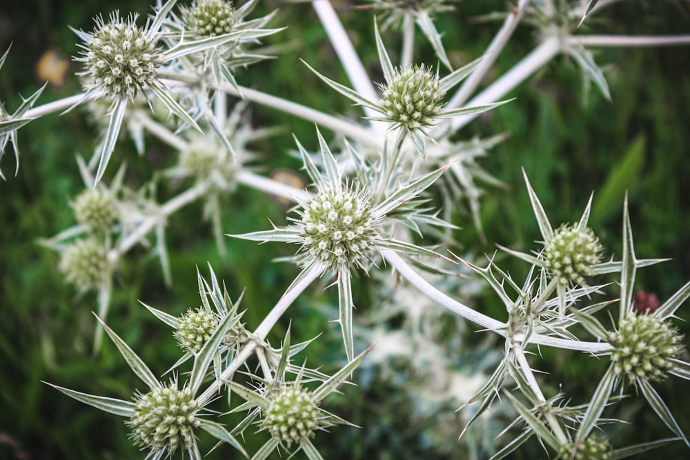 green and white flower buds