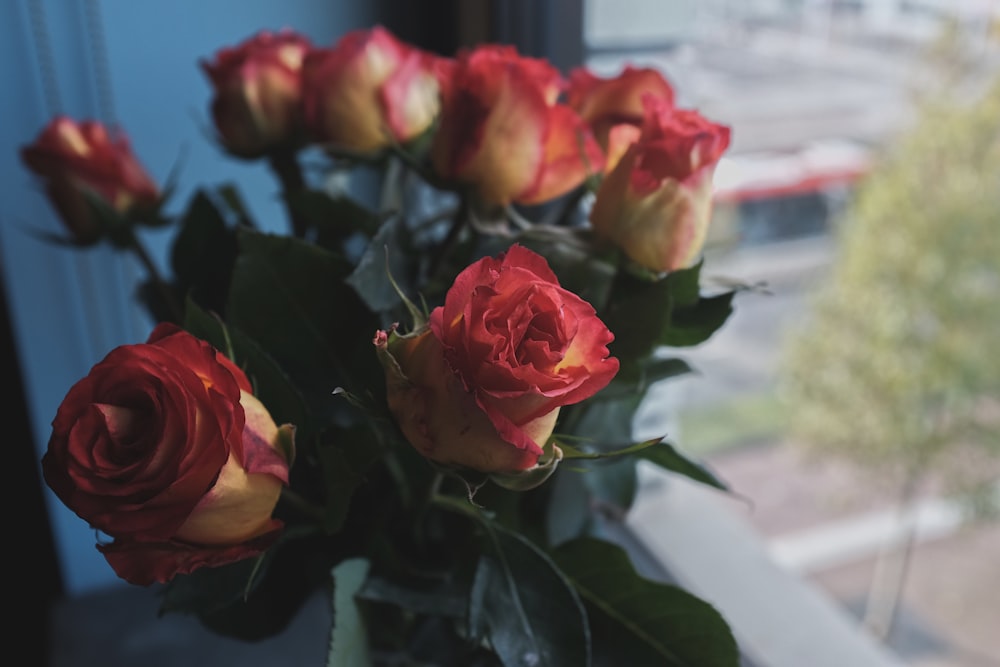 red roses in close up photography