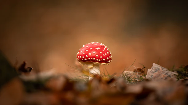 red and white polka dot mushroom in tilt shift lens