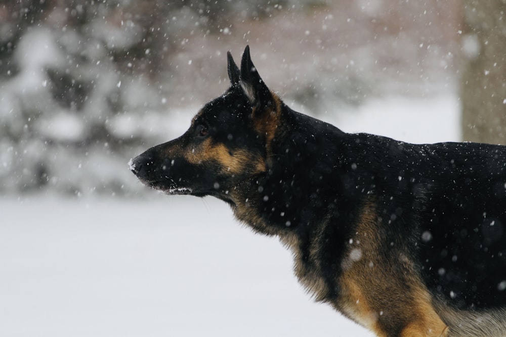 Schwarzer und brauner Deutscher Schäferhund tagsüber auf schneebedecktem Boden