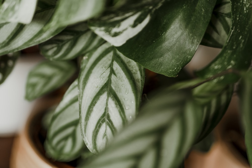 green and white leaf plant