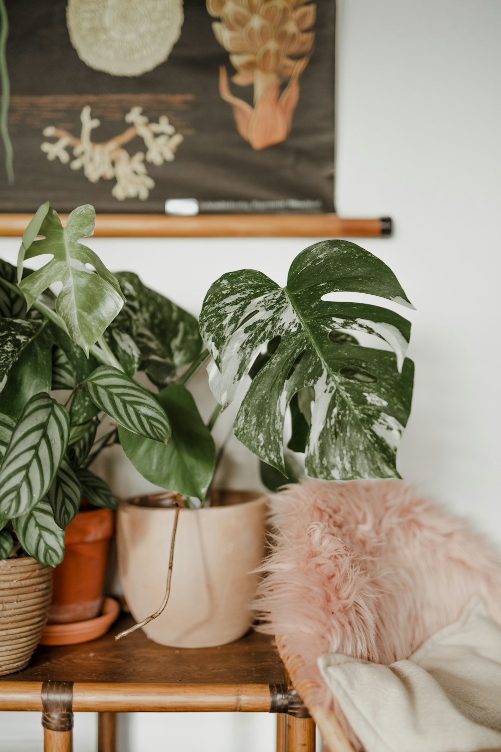 green plant on brown clay pot