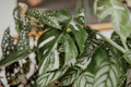 Variegation detail