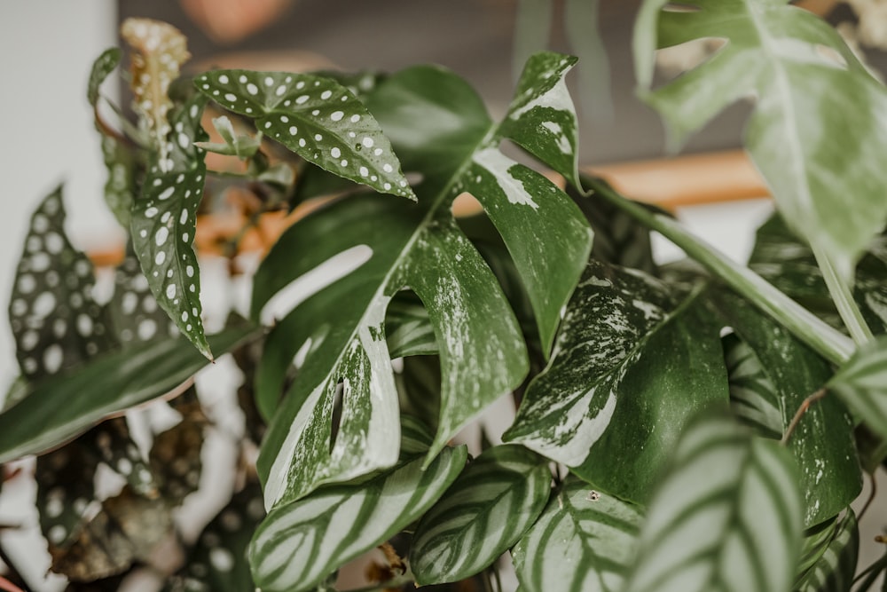 green leaves with water droplets