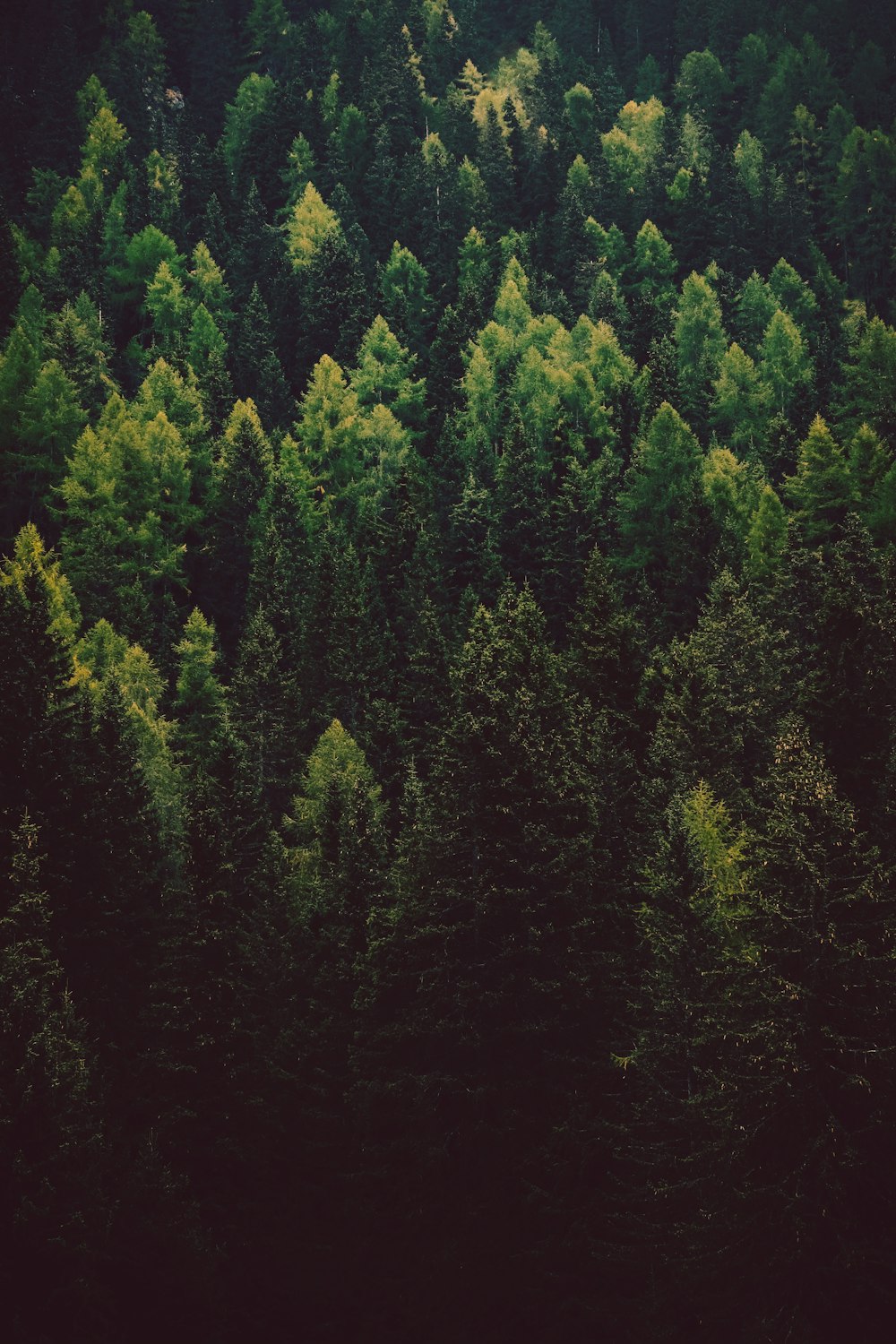 green trees on forest during daytime