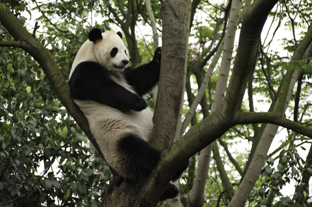 Panda en la rama de un árbol durante el día