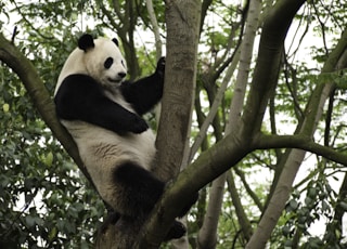 panda on tree branch during daytime