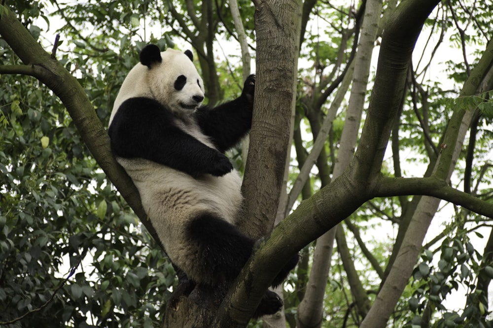 panda on tree branch during daytime