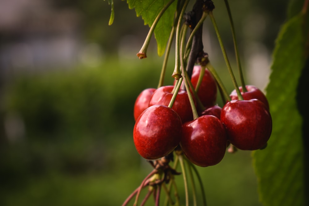 red round fruits on green leaves