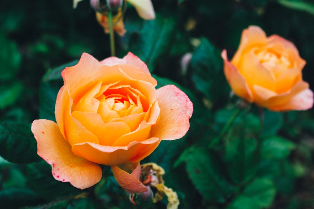 yellow rose in bloom during daytime