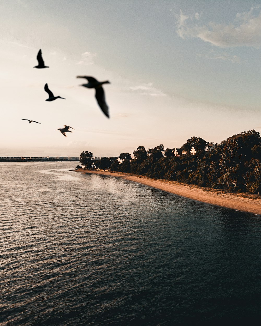 birds flying over the sea during daytime