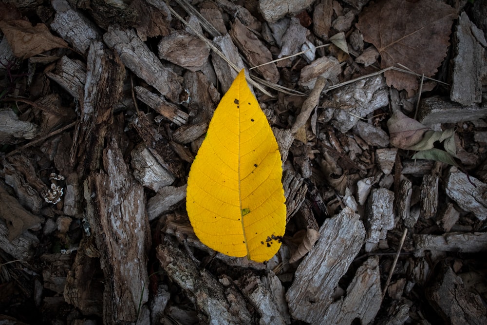 yellow leaf on brown dried leaves