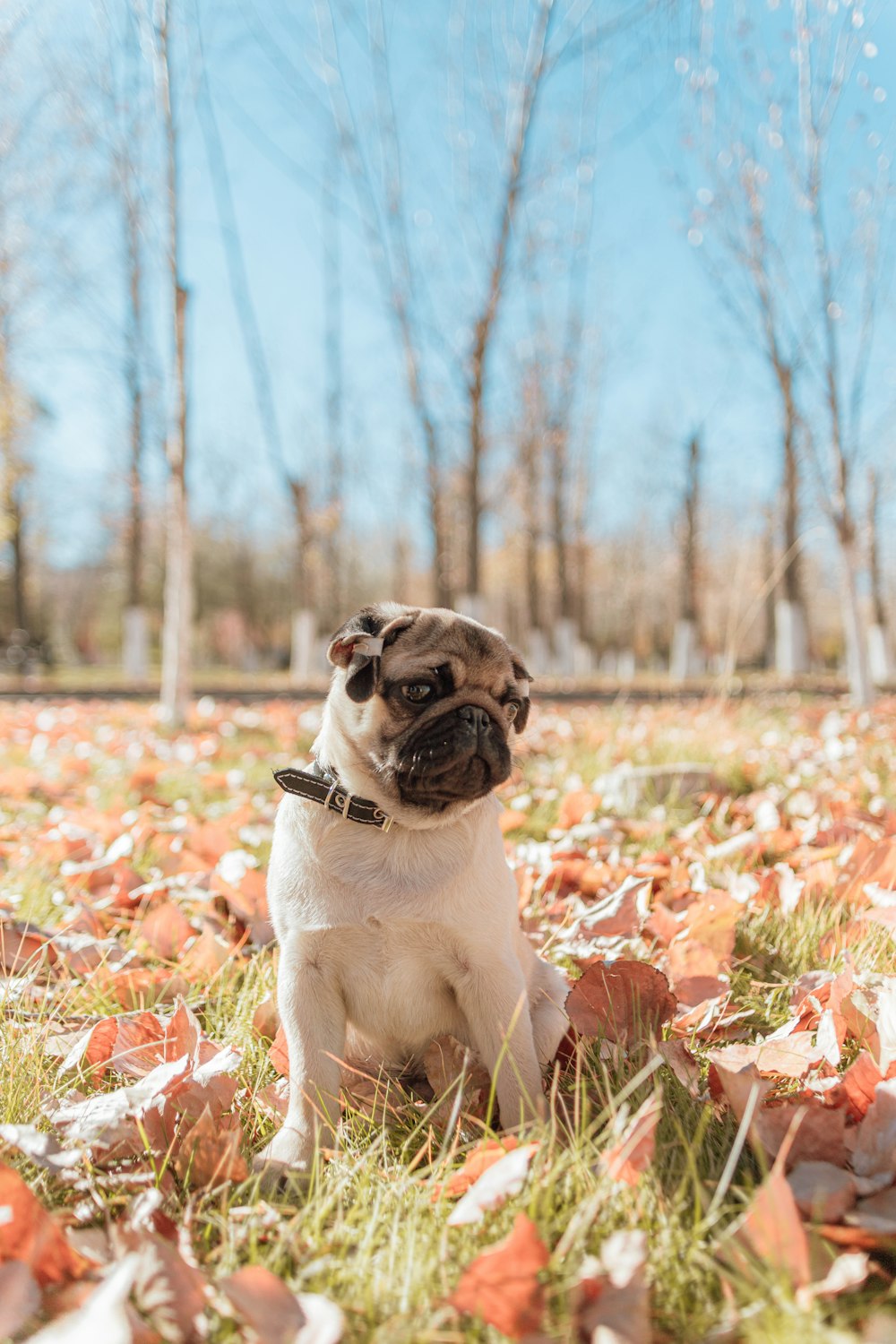 fawn pug sitting on brown dried leaves during daytime