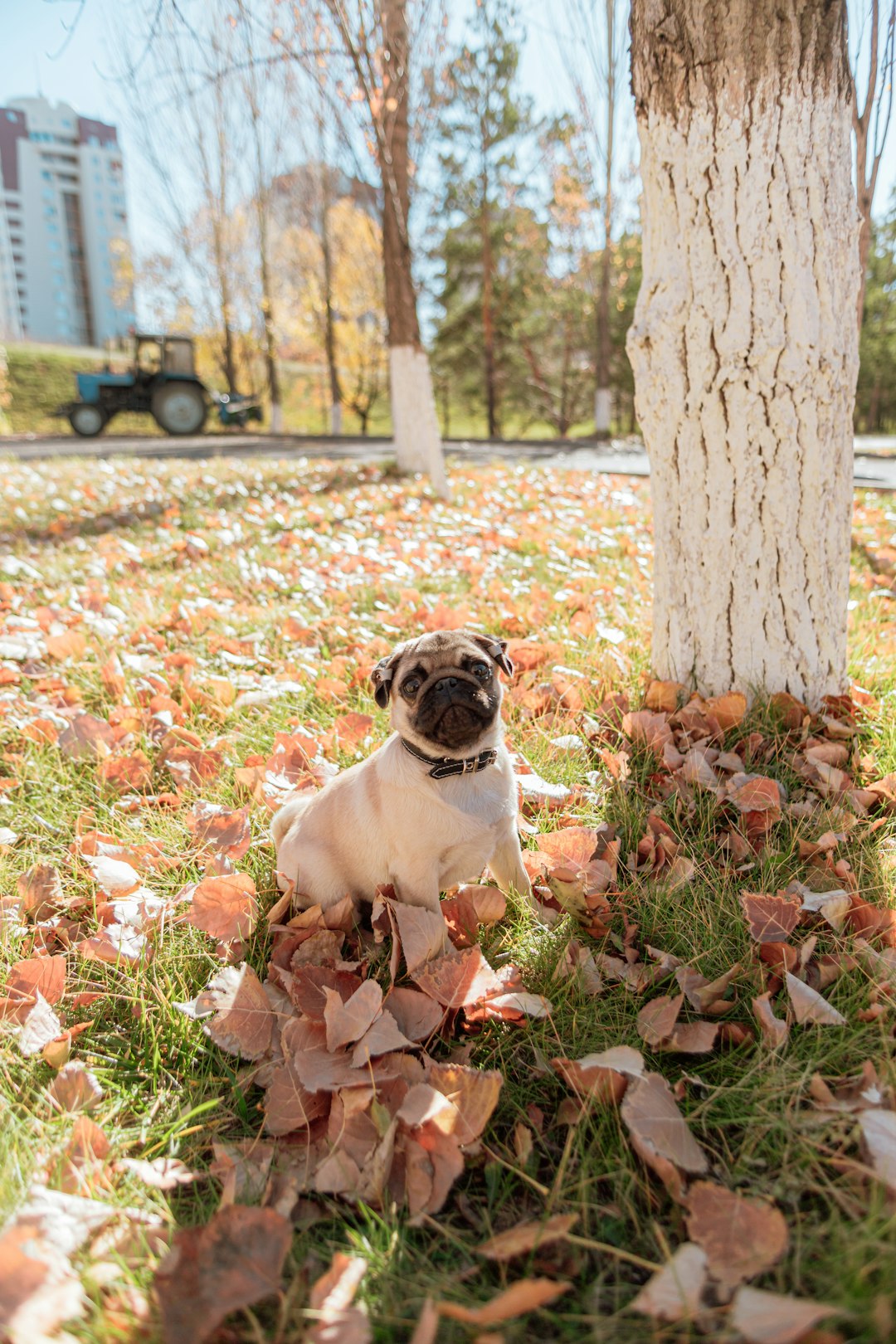fawn pug sitting on ground with dried leaves