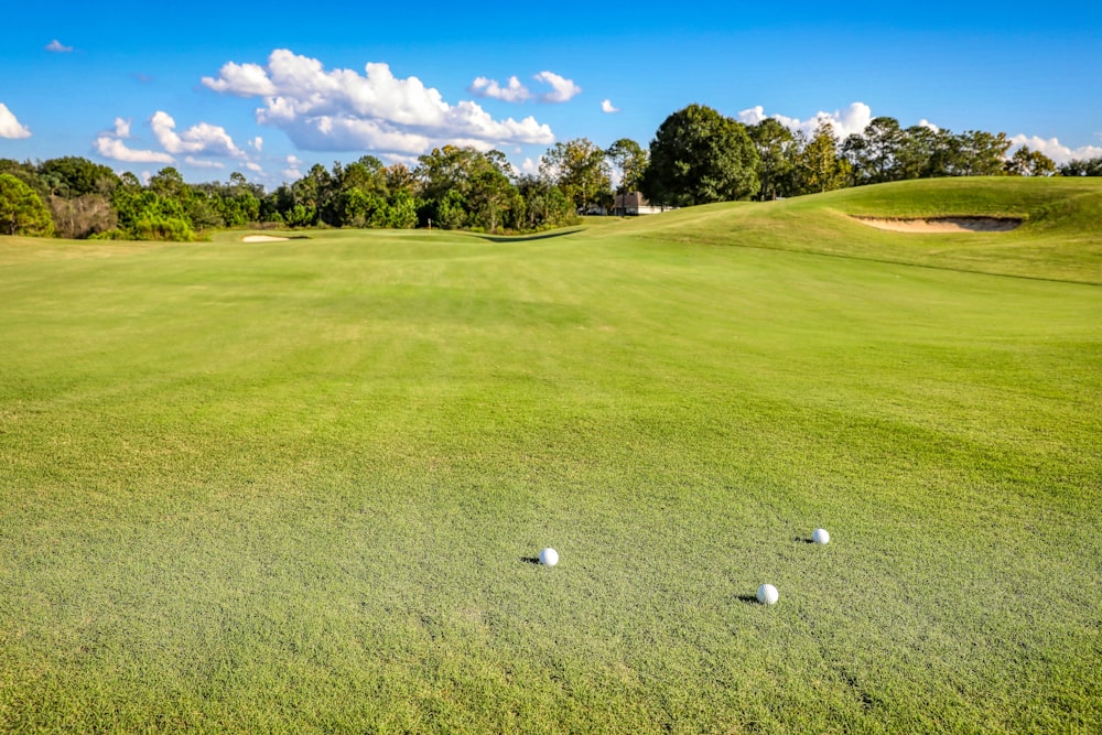 green grass field under blue sky during daytime