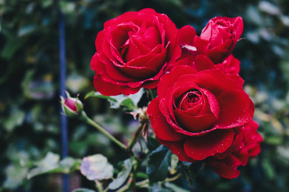 red rose in bloom during daytime