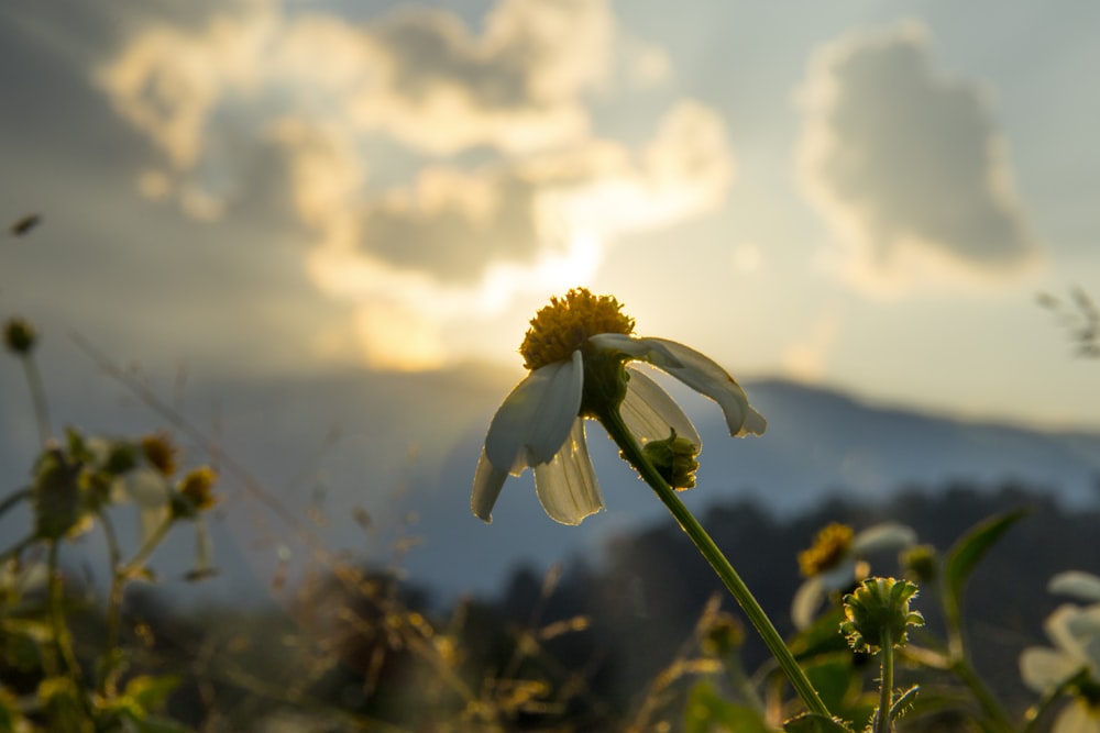 white and yellow flower in tilt shift lens