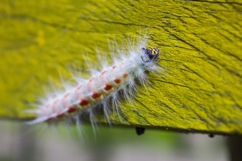 white and black caterpillar on green grass