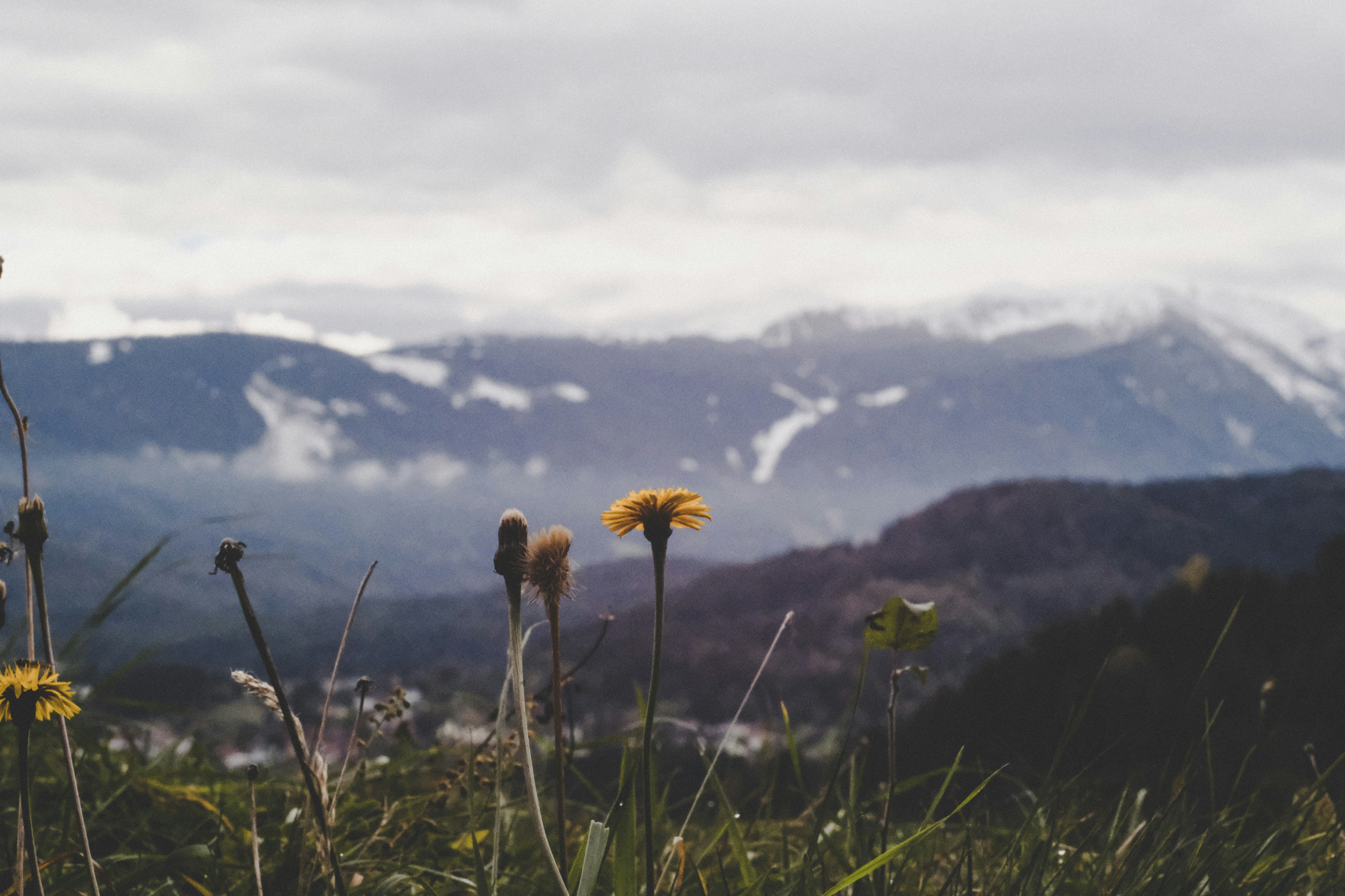 girasol amarillo en campo de hierba verde durante el día