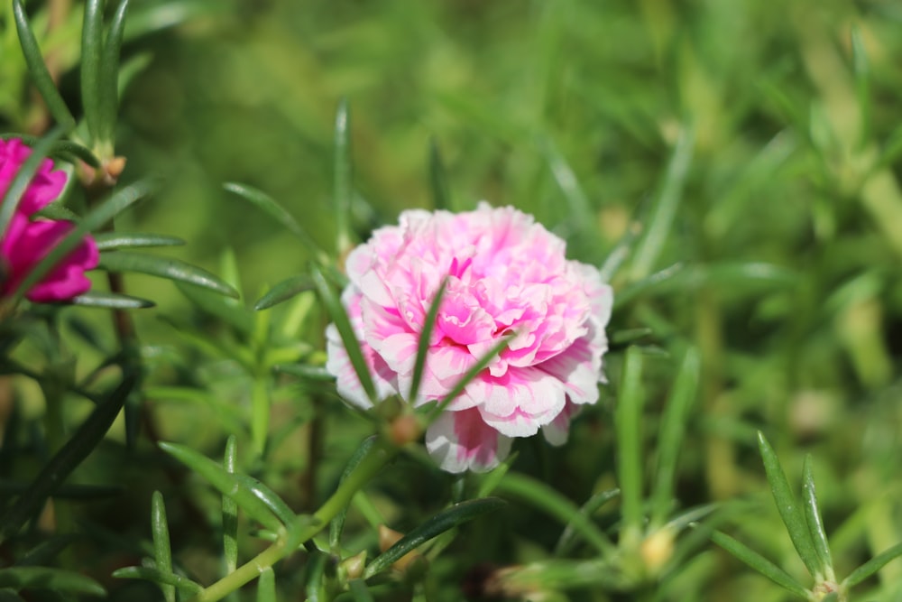 pink and white flower in tilt shift lens