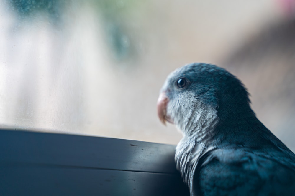 blue and white bird on black wooden table