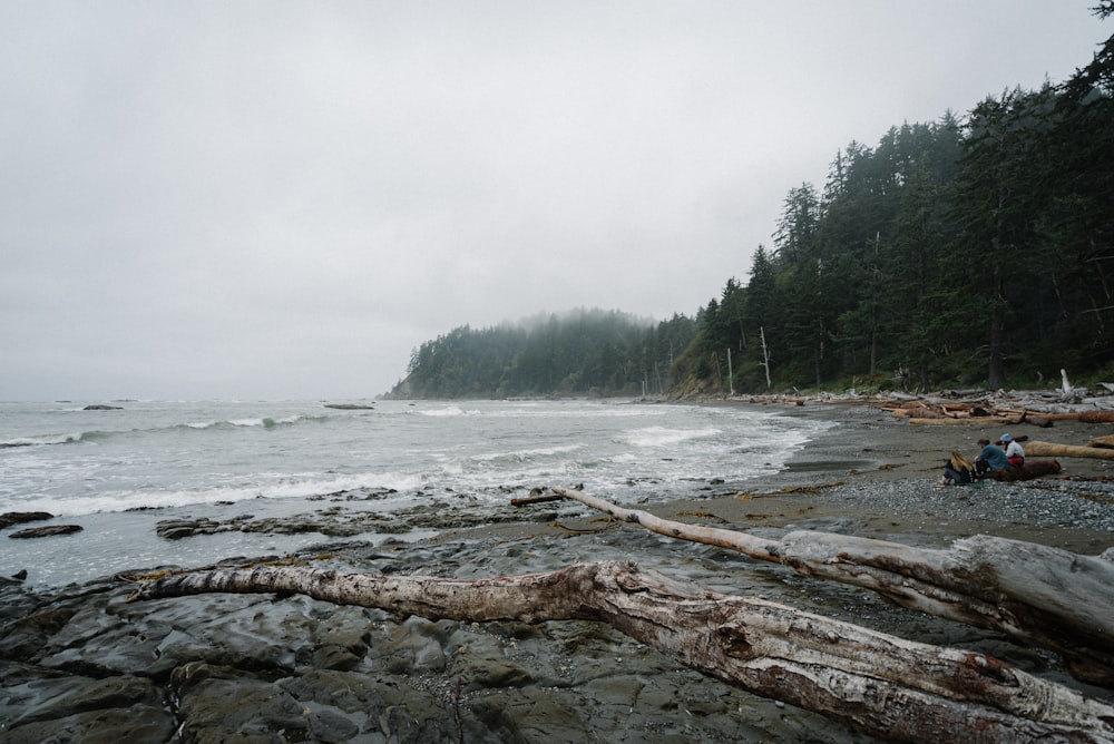 brown wood log on seashore during daytime