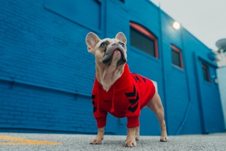 brown and white short coated small dog in red and black shirt