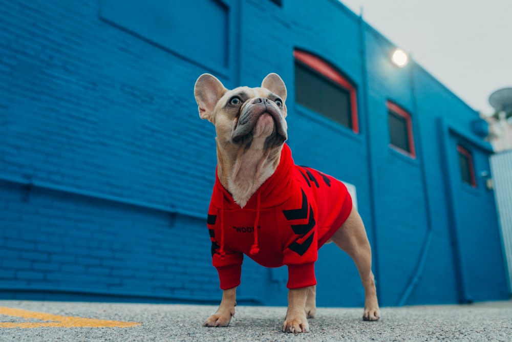 赤と黒のシャツを着た茶色と白のショートコートの小型犬