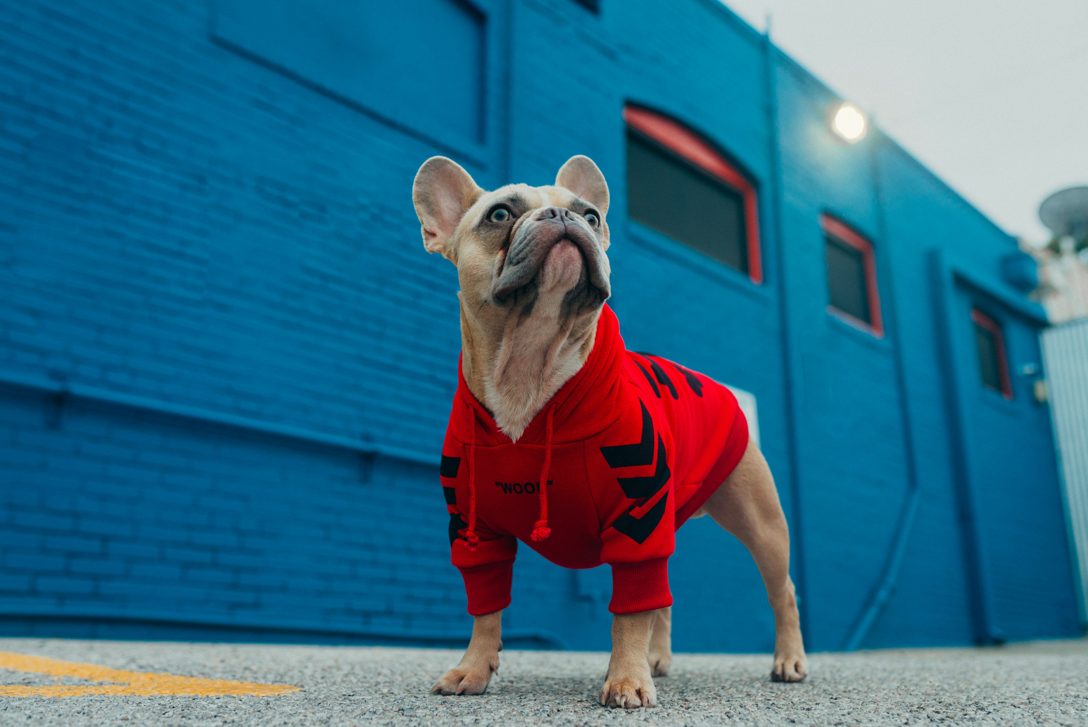 brown and white short coated small dog in red and black shirt