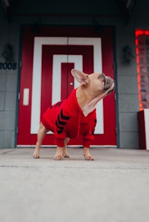 brown short coated small dog in red and black stripe shirt