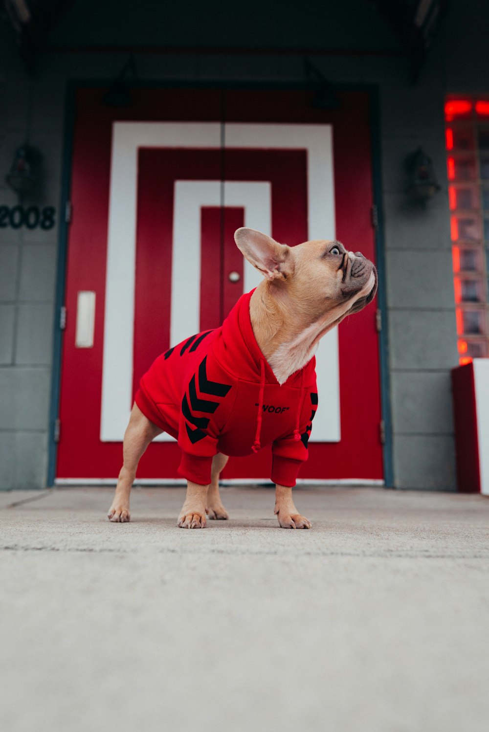 brown short coated small dog in red and black stripe shirt