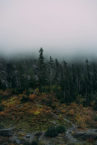 green trees under white sky during daytime