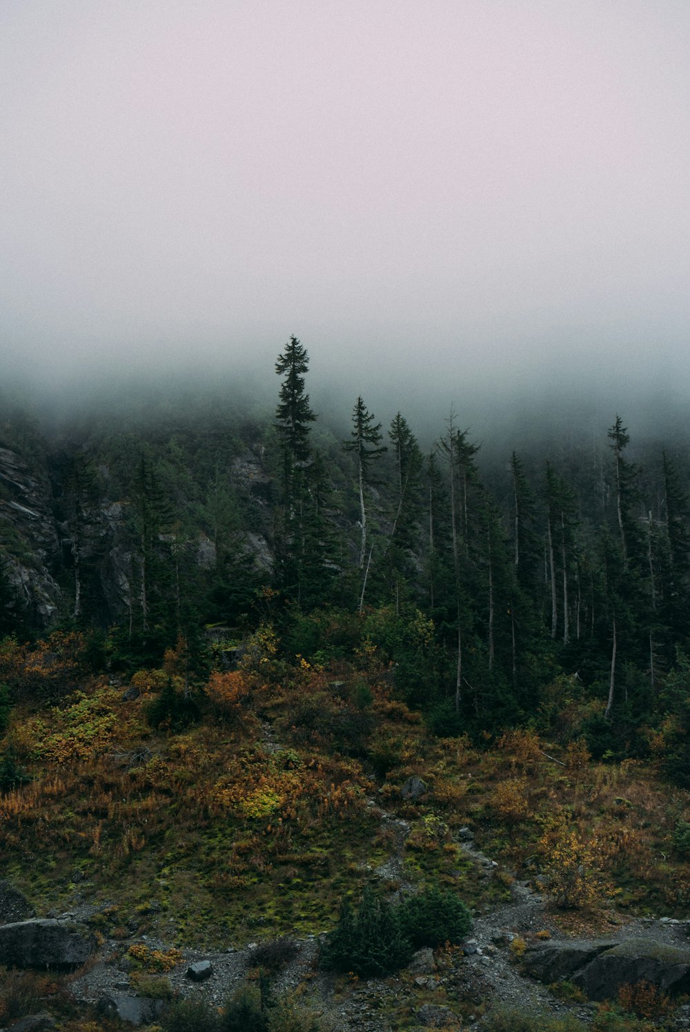 green trees under white sky during daytime