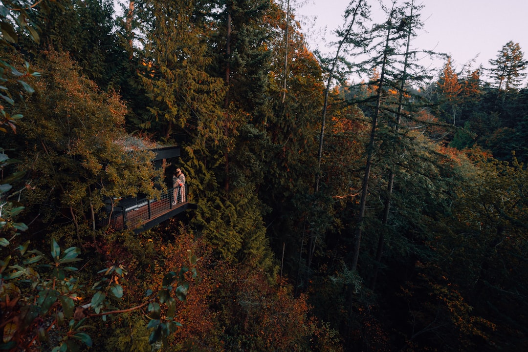 brown wooden house on top of hill surrounded by trees, Treehouse