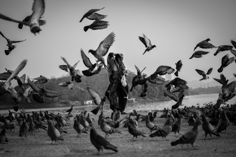 flock of birds flying over the water