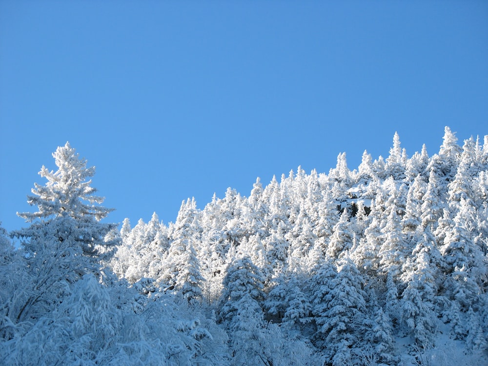 snow covered trees under blue sky during daytime