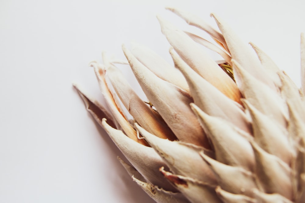 brown and white flower petals