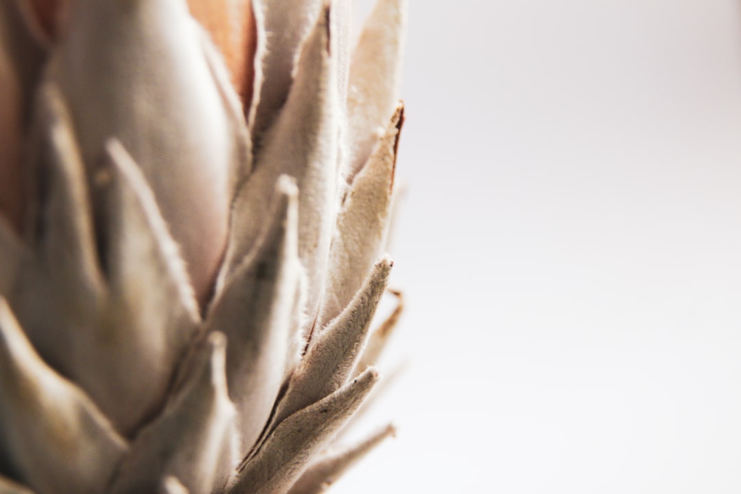 brown and green plant in close up photography