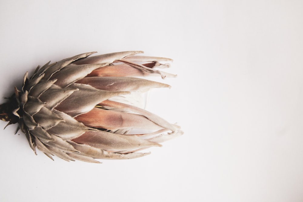 brown and white bird wings