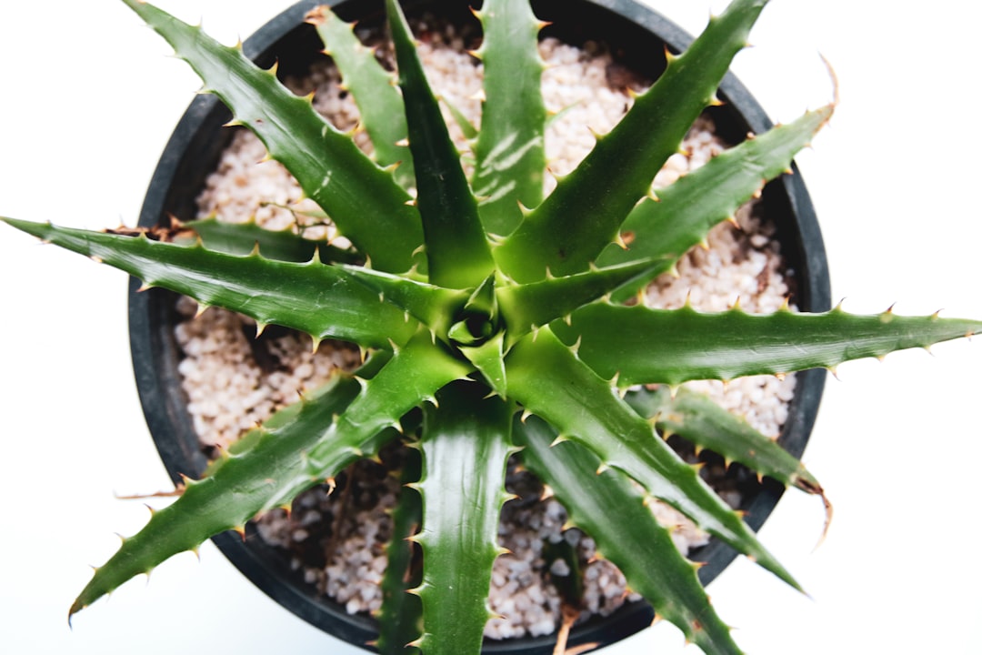 green plant in black pot