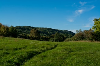 green grass field under blue sky during daytime