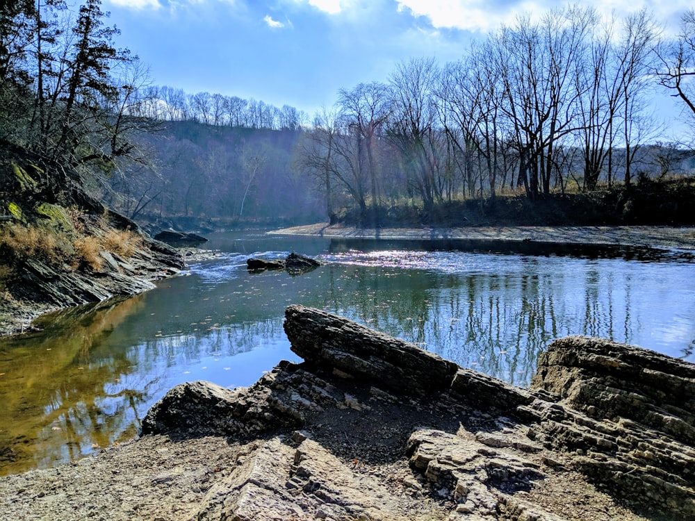 Brauner Baumstamm am Fluss