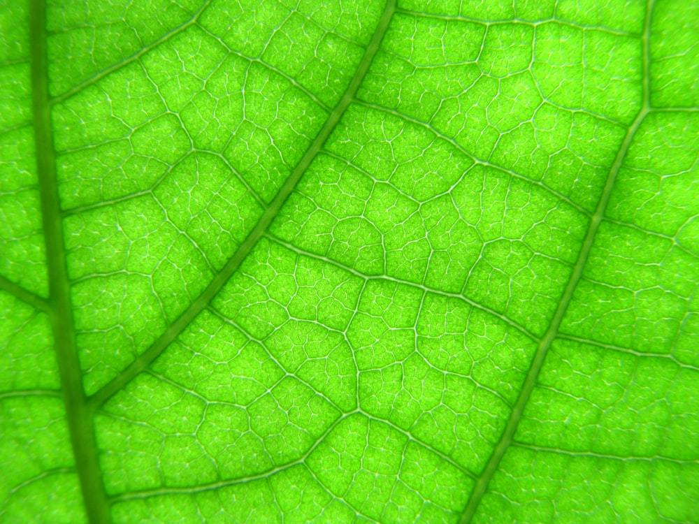 green leaf in close up photography