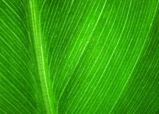 green leaf in close up photography