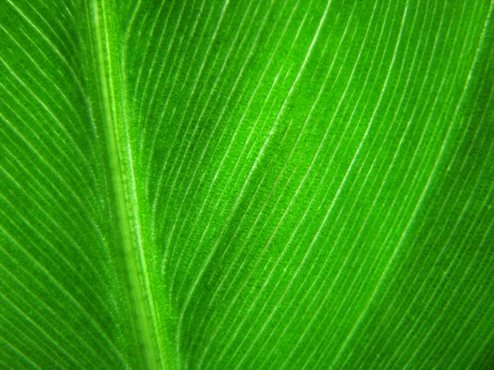 green leaf in close up photography